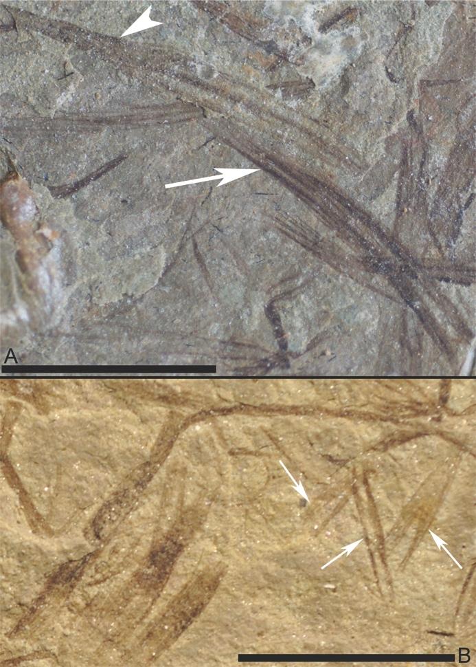 Fig. 1. Specimens examined with boxes around locations of figure insets used in comparisons. A, Confuciusornis (IVPP V13156). B, Anchiornis (BMNHC PH828) where Fig. 6A E panels are of counter slab.