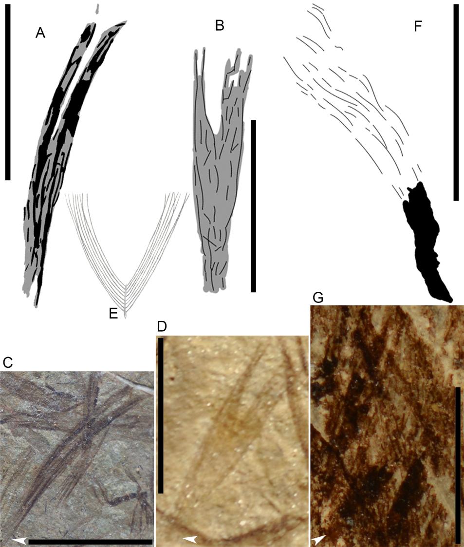 Fig. 3. Drawings of contour feathers arranged with basal ends downward. A B, Anchiornis (BMNHC PH828) bifurcated contour feathers as they appear in the rock.