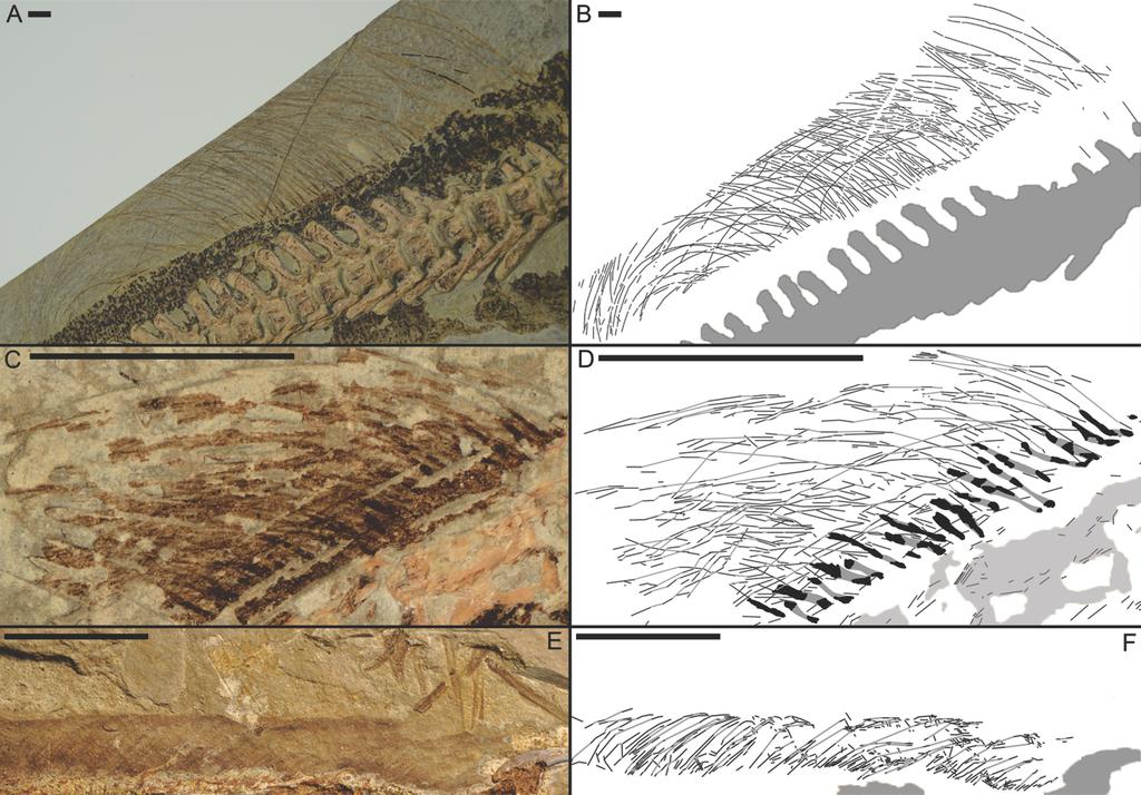 photograph of drawn feather in F indicated by arrowhead. Scale bars represent 1 cm (A, C), 0.5 cm (B, D), 0.25 cm (F G). Fig. 4. Non-avian dinosaur integumentary appendages.