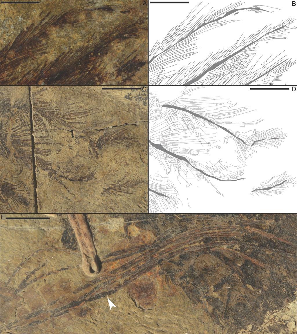 Fig. 7. Feathers associated with Caudipteryx forelimbs. Photograph, A, and corresponding drawing, B, of the remiges of IVPP V12344. Thin grey lines connect incomplete barbs.