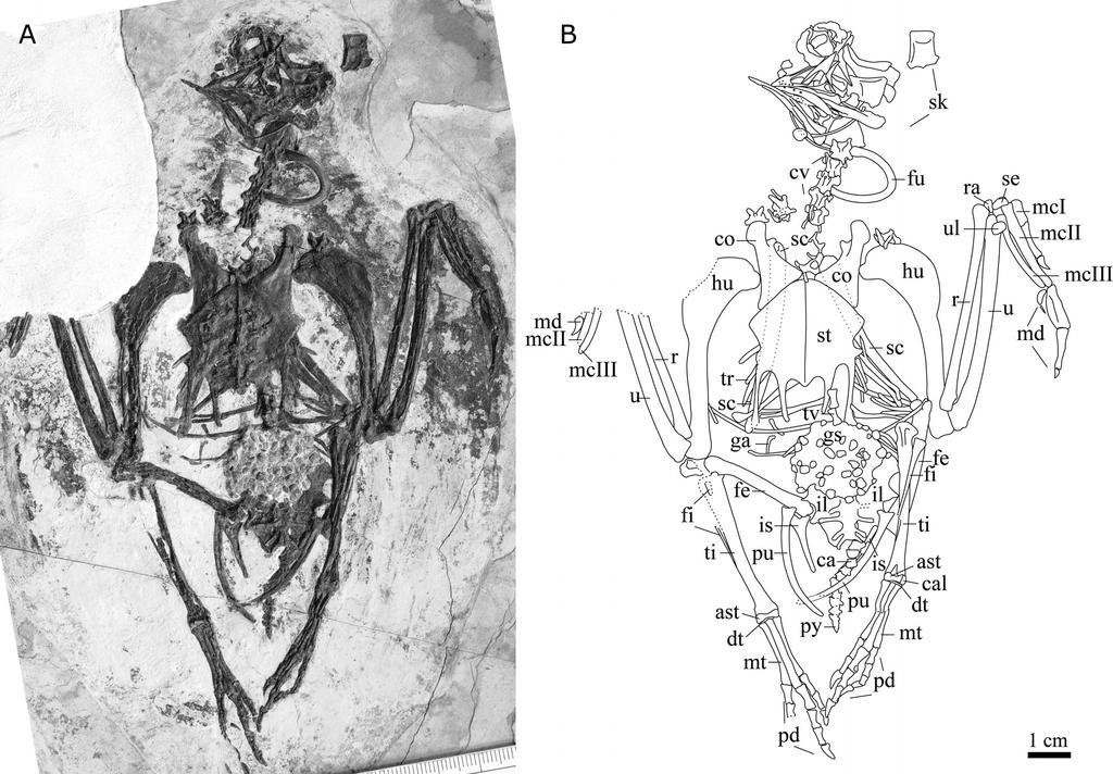 144 JOURNAL OF VERTEBRATE PALEONTOLOGY, VOL. 33, NO. 1, 2013 FIGURE 3. Photograph (A) and line drawing (B) of IVPP V17091.