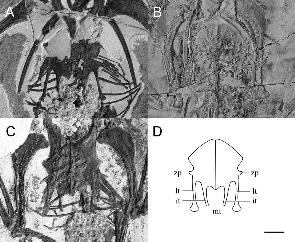 ZHOU ET AL. ORNITHUROMORPH BIRD ARCHAEORHYNCHUS SPATHULA 147 FIGURE 8. Photographs of the three specimens of the sternum of Archaeorhynchus spathula.