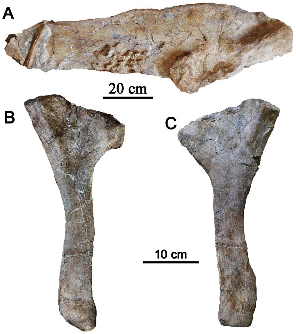 Figure 7. Comparison of outline drawings of ankylosaur ulnae.