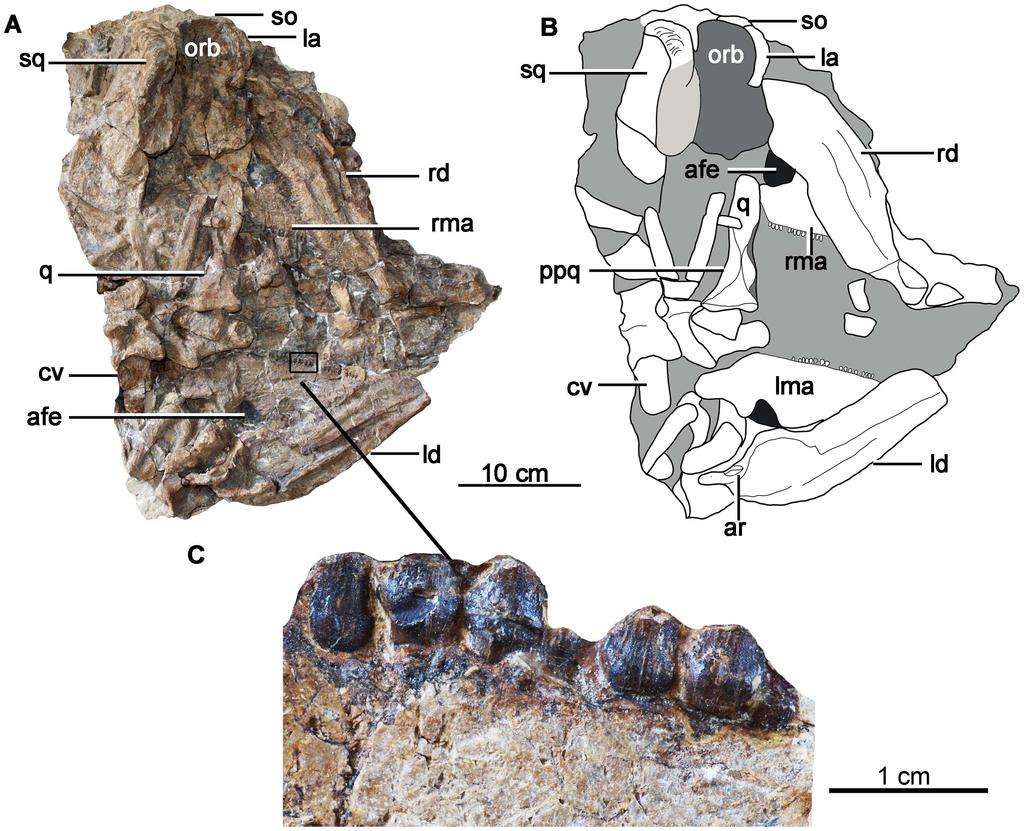 Figure 4. Holotype skull and mandibles of Chuanqilong chaoyangensis. A, photograph in ventral view; B, outline drawing in ventral view; C, close up to maxillary teeth in lateral view.