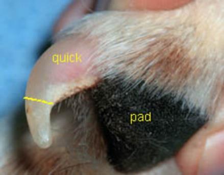 White Nail: The easiest nails to clip are those with white nails. With white nails you can see where the quick begins. Only clip the small tip just under the quick. Courtesy of blog.luckydogbiscuits.