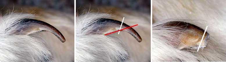 If you accidentally cut the quick you may use styptic powder (quick stop) to stop the bleeding. Pic Courtesy of www.stjamesanimalhospital.
