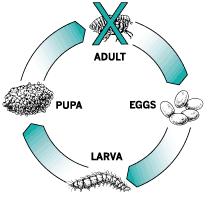 Eggs hatch and can develop into adults within only three weeks. Adult female fleas feed by ingesting blood from your pet and subsequently lay eggs, which drop off your pet's coat.