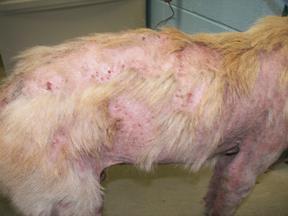 Mange: There are two types of mange: demodectic mange, sometimes known as red mange, and sarcoptic mange, also called scabies. 1. Most dogs with demodectic mange have some form of mites.