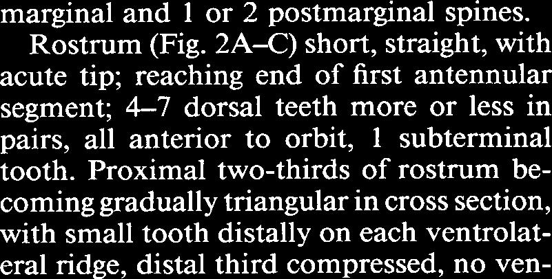 2A-C) short, straight, with acute tip; reaching end of first antennular segment; 4-7 dorsal teeth more or less in pairs, all anterior to orbit, 1 subterminal tooth.