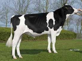 1 % $32 +gst Kappa-Casein: AE Beta-Casein: A1 Daughter proven sires Type Stature +1.13 Tall Strength +0.48 Strong Body Depth +0.74 Deep Dairy form +1.82 Open Rump Angle +0.14 Sloped Thurl Width +1.