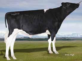 Daughter proven sires Twin-Birch Jake 2283 (Based on 24 Daughters in 6 Herds) p Extreme semen fertility sire 5* CONCEPT PLUS p Extreme DPR, CCR and HCR p High PL and improved Livabilty p Jet black