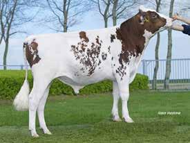 Genomic proven sires (Based on 0 Daughters in 0 Herds) p NEW Red Polled Bull p Moderate frames p Nice Health profile p High, component production 145 lbs CFP TPI 2503 NM$ 751 AltaBRICK P-RED