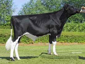 85 Strong Body Depth +0.78 Deep Dairy form +0.71 Open Rump Angle +0.54 Sloped Thurl Width +0.23 Wide R. Legs-S View -0.09 Posty R. Legs-R View +0.35 Straight Foot Angle +0.43 Steep F&L Score +0.