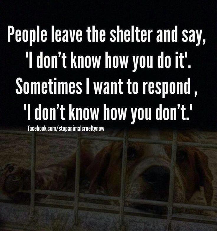 THE VOLUNTEERS (AKA THE WALTON COUNTY MIRACLE- MAKERS) Have you always wanted to help save shelter animals but weren t sure exactly how? VOLUNTEER! While you might not think volunteering at a kill shelter sounds like a good time, let us assure you that it will change your life.