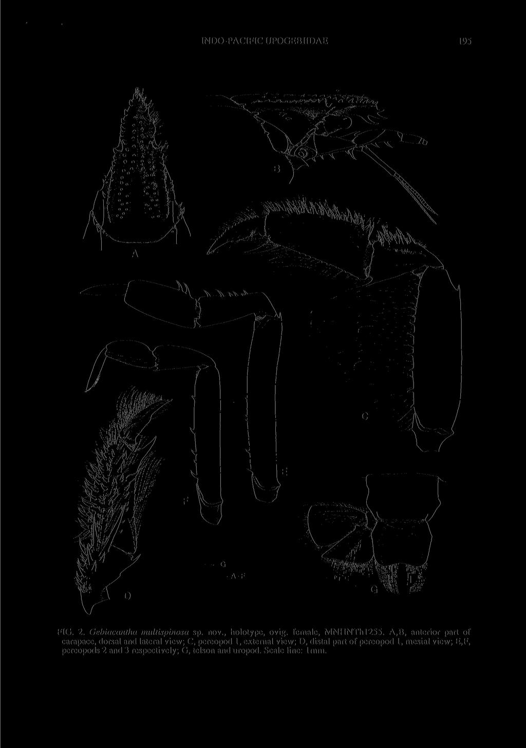 INDO-PACIFIC UPOGEBIIDAE 195 FIG. 2. Gebiacantha multispinosa sp. nov., holotype, ovig. female, MNHNThl255.