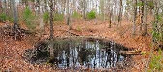 VERNAL POOLS/PONDS: Have you ever walked through the woods in spring and found an immense puddle that wasn t there over the winter?
