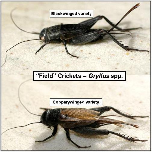 Déjà vu? Crickets In the previous issue of the, the subject of ground beetle activities was addressed in response to reports of invasions in and around homes and building.