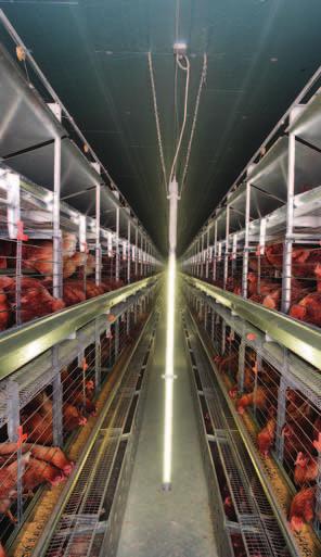 This provides the following advantages: every second aisle is a real inspection aisle as it remains free of hens, litter or other obstacles like doors or cross partitions > good working conditions