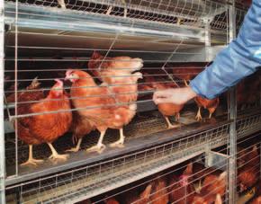 60. As there are no bird-free inspection aisles, the hens can use the entire house surface as scratching area.