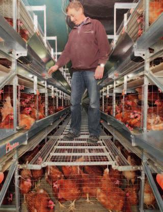 Enlargement of scratching area in NATURA 60 In order to use part of the bird-free inspection aisle for hens, Big Dutchman offers