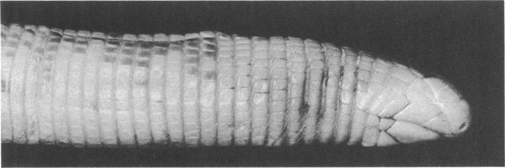 1963 GANS: AMPHISBAENIDS 7 of some [most] infracaudal segments is strongly pigmented, while the infracaudal segments of the ninth postcloacal annulus are entirely pigmented.