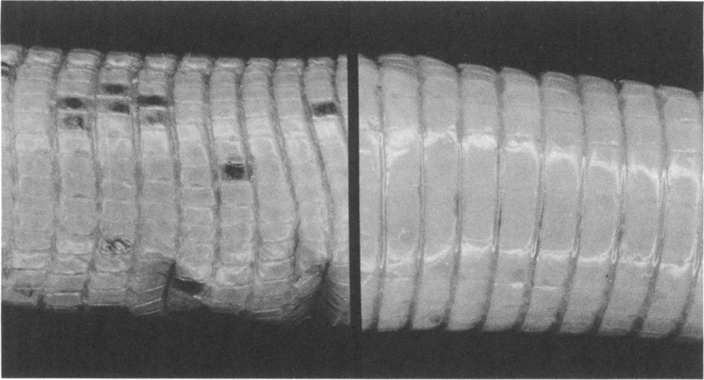 1963 GANS: AMPHISBAENIDS 9 FIG. 7. Amphisbaena stejnegeri. Dorsal and ventral views at midbody of the holotype (U.M.M.Z. No. 55858).