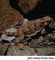 A. BLAINVILLE S HORNED LIZARD (PHRYNOSOMA BLAINVILLII) A.. Legal and Other Status Blainville s horned lizard is designated as a Department of Fish and Game (DFG) Species of Concern. A.. Species Distribution and Status 0 A.