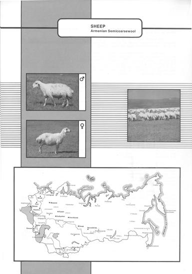 220 ARMENIAN SEMICOARSEWOOL (Armyanskaya polugrubosherstnaya) The Armenian Semicoarsewool breed was developed between 1931 and 1983.