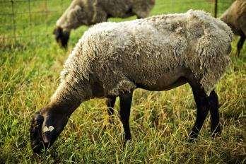 External Parasites External parasites can impact wool/hair quality, milk