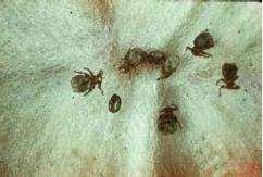 eradicated in US Reportable condition Sheep Lice Ticks and Keds (Sheep Ticks) Nasal