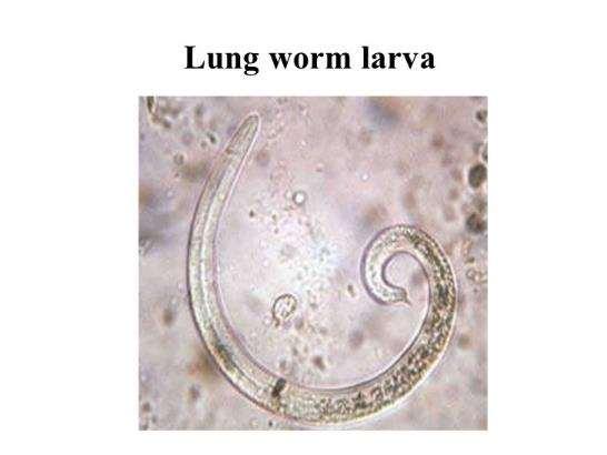 Lungworms Wet, low-lying pastures + cool, damp weather favor development of lungworms Eggs passed in feces.