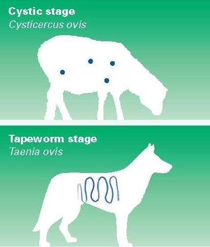 Canine Tapeworms and Sheep Measles Sheep measles is the common name to lesions in sheep and goats caused by an intermediate stage of a tapeworm parasite (Taenia ovis) which infects dogs.