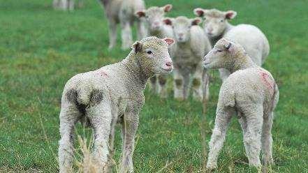 Coccidia Single-cell protozoa that damage lining of small intestines Species-specific Very common in sheep, especially growing lambs Older sheep generally immune, but can serve as sources of