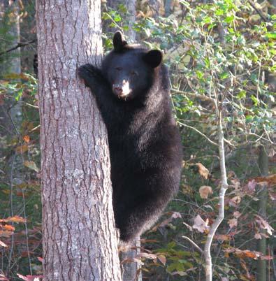 growing and spreading across most areas of Virginia. Where Are the Bears?