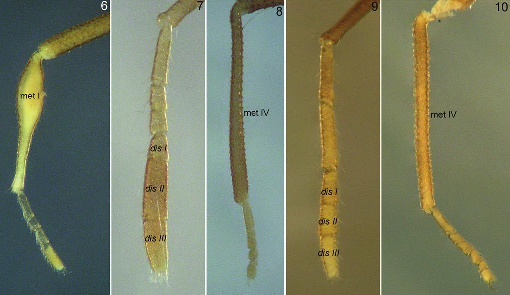 Also the new species described here can be recognized from P. dybasi by the following combination of characters: spine of the ocularium not acute, contiguous with the ocularium (Fig.