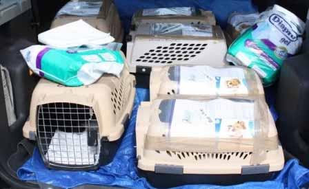 More kittens and supplies for the flight! Below, all 14 kittens and some rescued dogs from Cancun are loaded for transport to the plane.