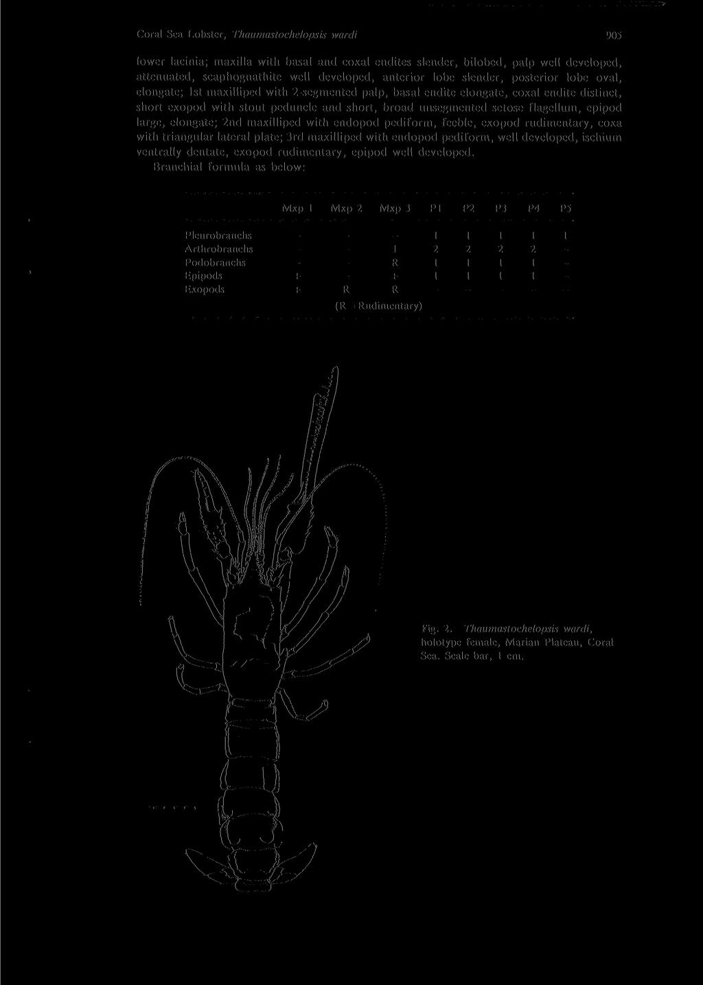 Coral Sea Lobster, Thaumastochelopsis wardi 905 lower lacinia; maxilla with basal and coxal endites slender, bilobed, palp well developed, attenuated, scaphognathite well developed, anterior lobe