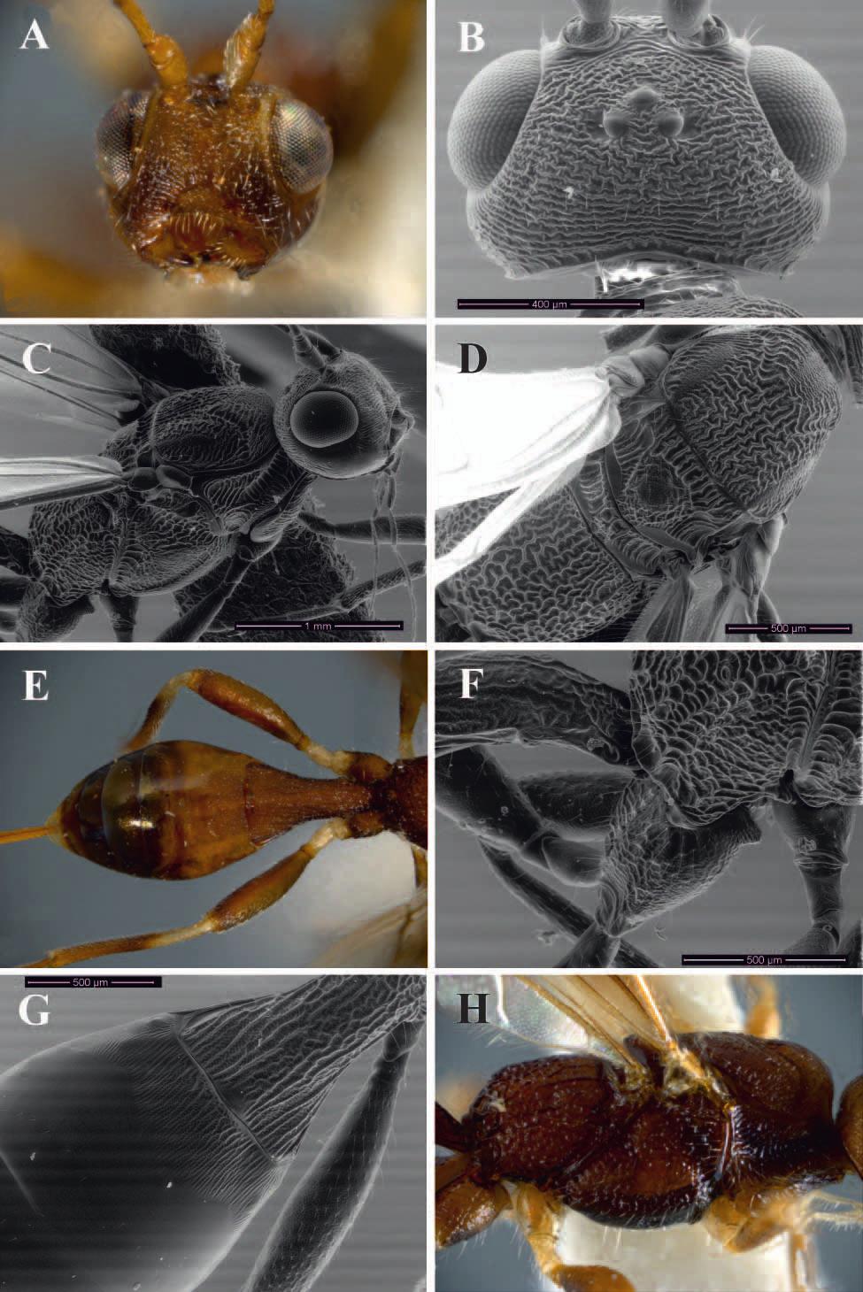 A new synonym of the Neotropical parasitoid wasp genus Notiospathius... 83 Figure 4. Notiospathius novateutoniae sp. n.: A head, frontal view B head, dorsal view C