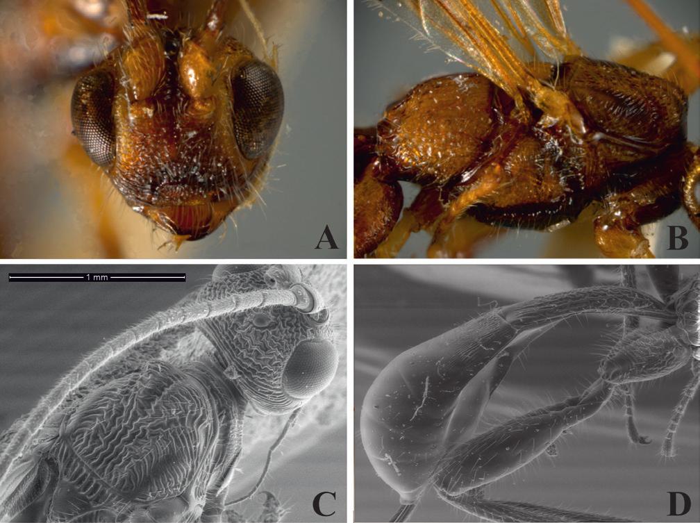 A new synonym of the Neotropical parasitoid wasp genus Notiospathius... 85 Figure 5. Notiospathius sulcatus sp. n.: A head, frontal view B mesosoma, lateral view C mesoscutum and head, dorsal view D metasoma, lateral view.