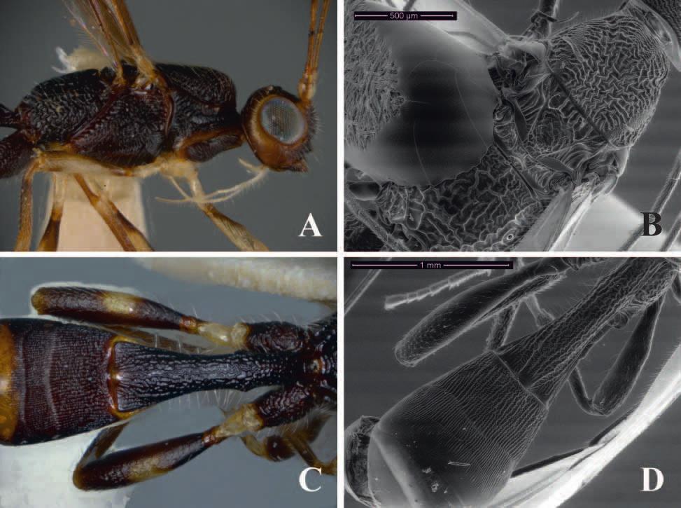 A new synonym of the Neotropical parasitoid wasp genus Notiospathius... 87 Figure 6. Notiospathius xanthofasciatus sp. n.: A mesosoma and head, lateral view B mesosoma, dorsal view C metasomal median tergites 1-3, dorsal view D metasoma, dorsal view.