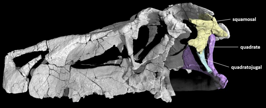 Figure 9 (above). CT scan of Saurosuchus galilei, described in Alcober (2000) and retrieved from digimorph.org. Figure 10 (left).