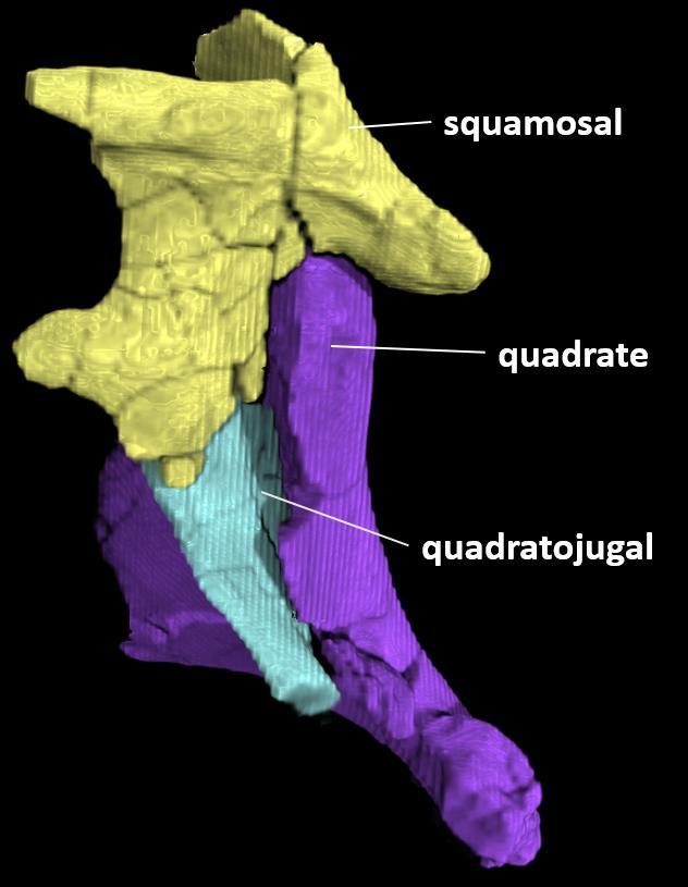 This triangular posterolateral shelf of the squamosal is present in contemporaneous rauisuchians such as Postosuchus kirkpatricki (Weinbaum, 2011), Decuriasuchus quartacolonia (França,