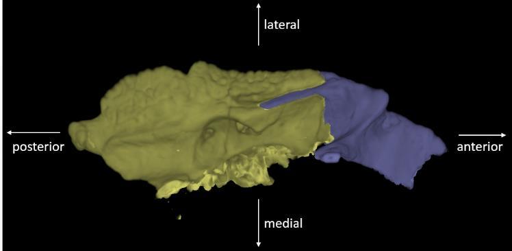 14. Ventral view of squamosal and postorbital, showing the depth of the post-tympanic ridge; and Figure 15.