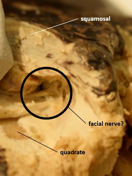 A collection of tissues which extends from the posterior end of the postorbital and onto the quadrate, quadratojugal, and jugal bones appears to originate from the base of the inferior ear flap.