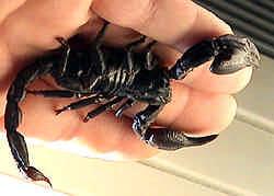 INTRODUCTION Scorpions are fascinating and ancient creatures which, regardless of their country of origin all share the same morphology (look the same) with the now famous curled up stinging tail and