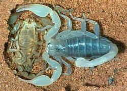DESERT SCORPIONS (Southern Australia/SA &WA) Despite their radically different homes, most of the commonly kept scorpions have much the same requirements for housing, only the humidity level changes.
