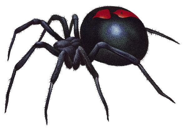 This is me, a black widow spider. I am actually only a tenth of this size, but I am still one of the deadliest spiders in the world.