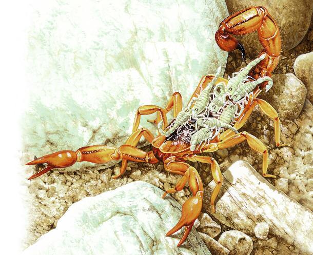 What does a scorpion use its sting for? Desert scorpions like me have a pair of sharp, strong pincers to grab prey, and a poisonous sting in our tail.