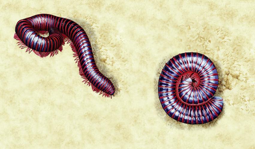 When danger threatens, I curl up into a tight ball. I tuck in my delicate legs so that they are protected inside my armoured body. Nothing can harm me now! Iam a giant millipede.