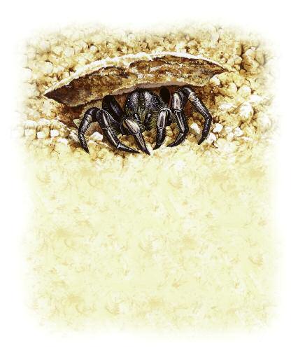 Iam a trapdoor spider. I catch my prey by digging a hole in the ground. It has a special trapdoor made of soil.